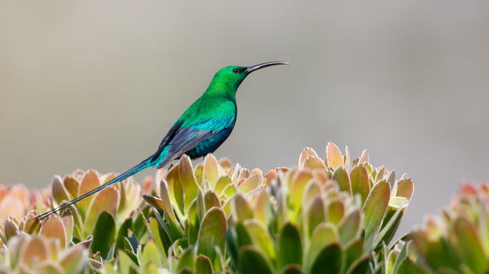 Malachite Sunbird