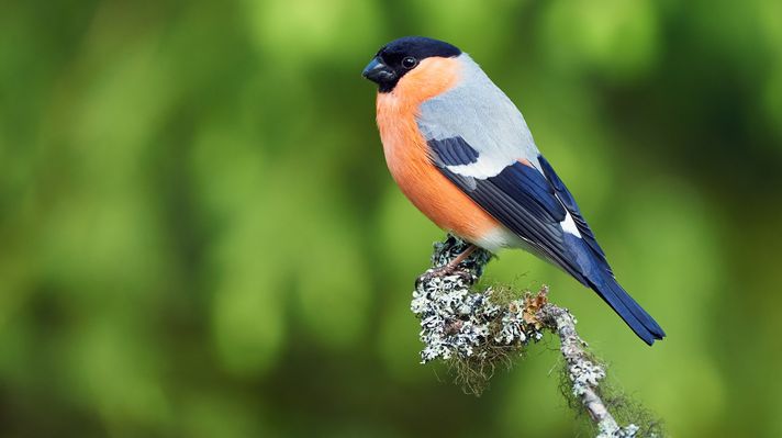 Ruppell's robin chat