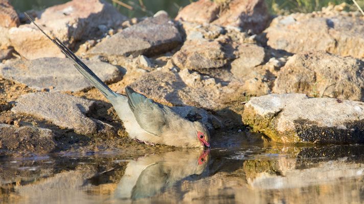 Speckled mousebirds
