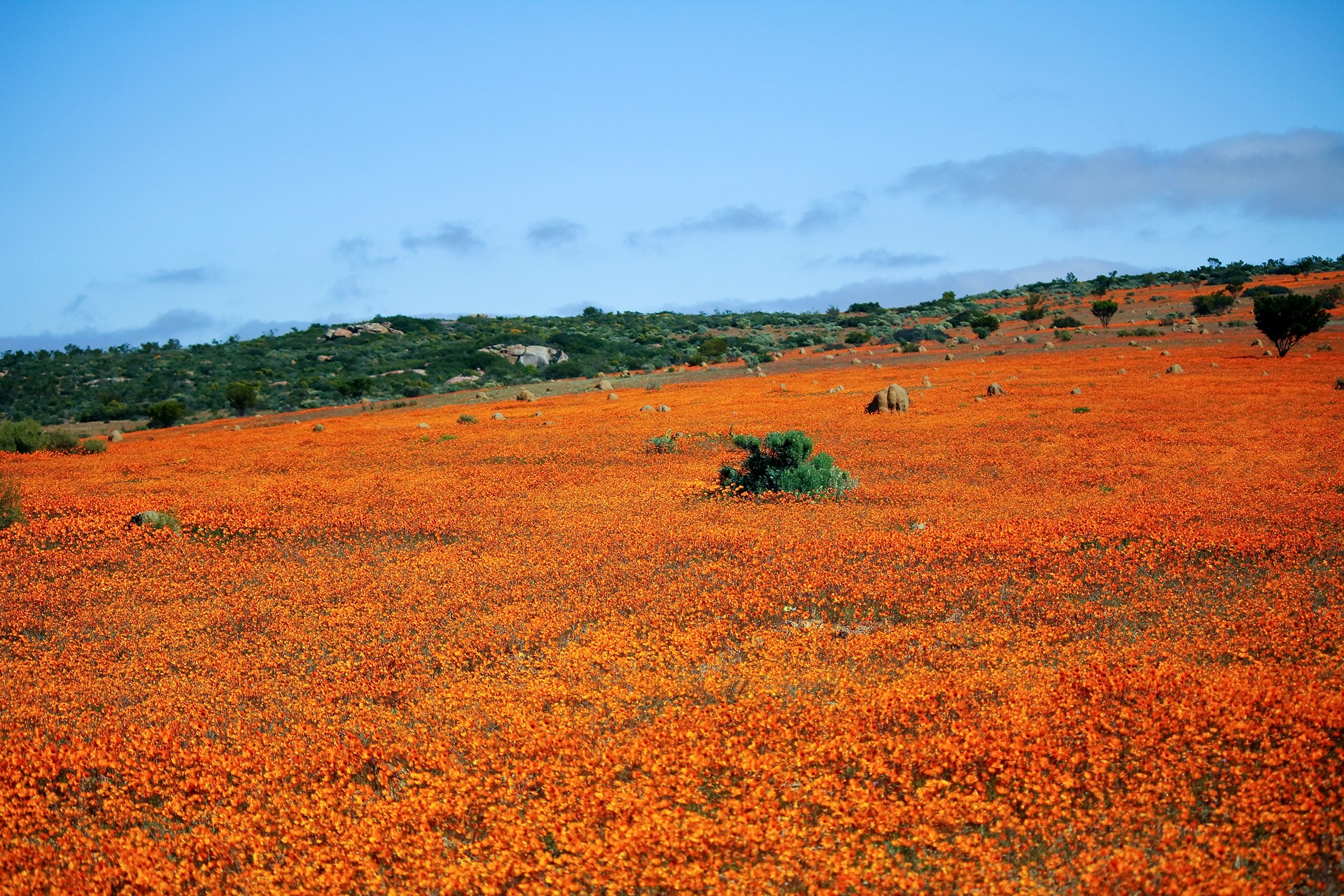 Springtime bloom in Namaqaland The best place to see the acres of colorful springtime blooms is in and around the Namaqualand region on the northwest coast of the country.
