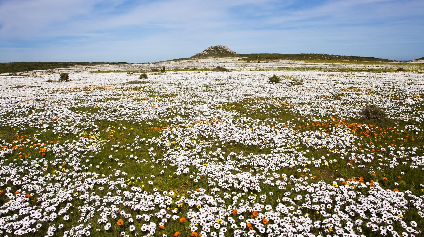Namaqualand wild flowers