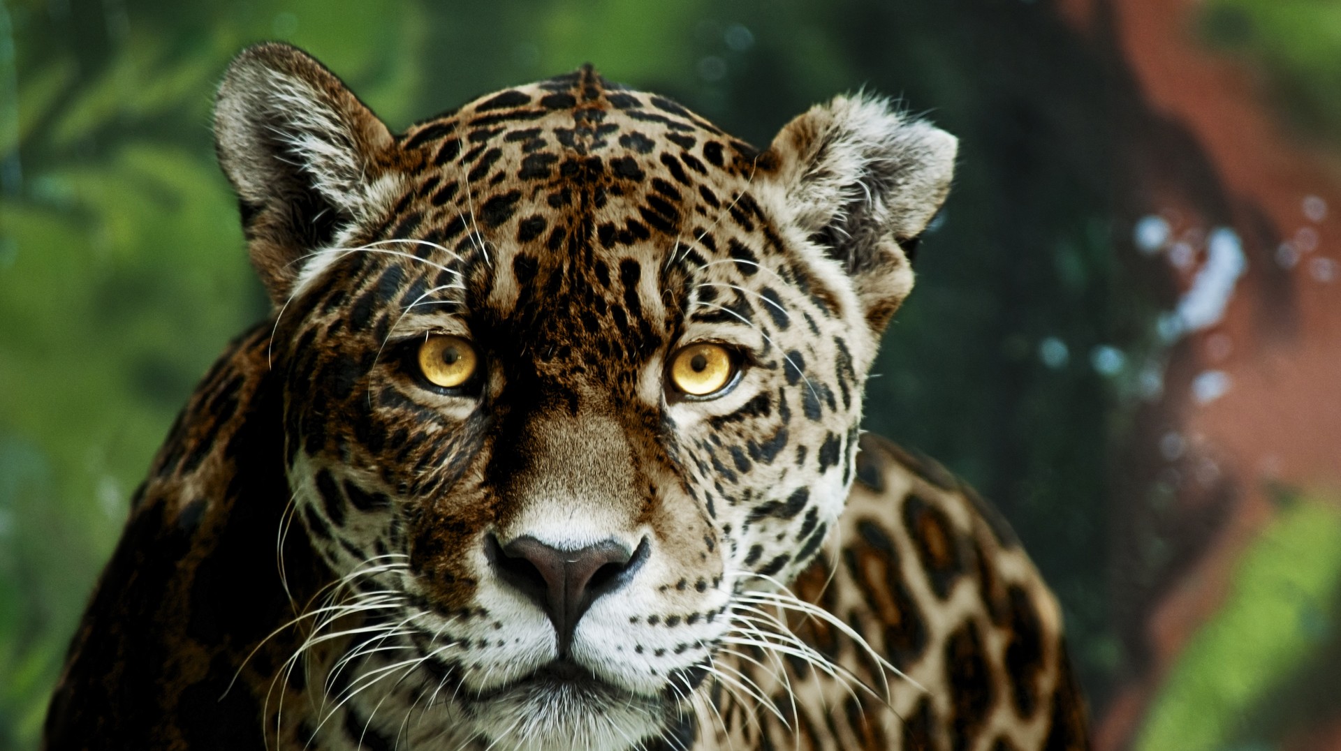 Spot different wildlife species including Jaguar in Iguaza National Park in Argentina. Close look of Jaguar in National park in Argentina.