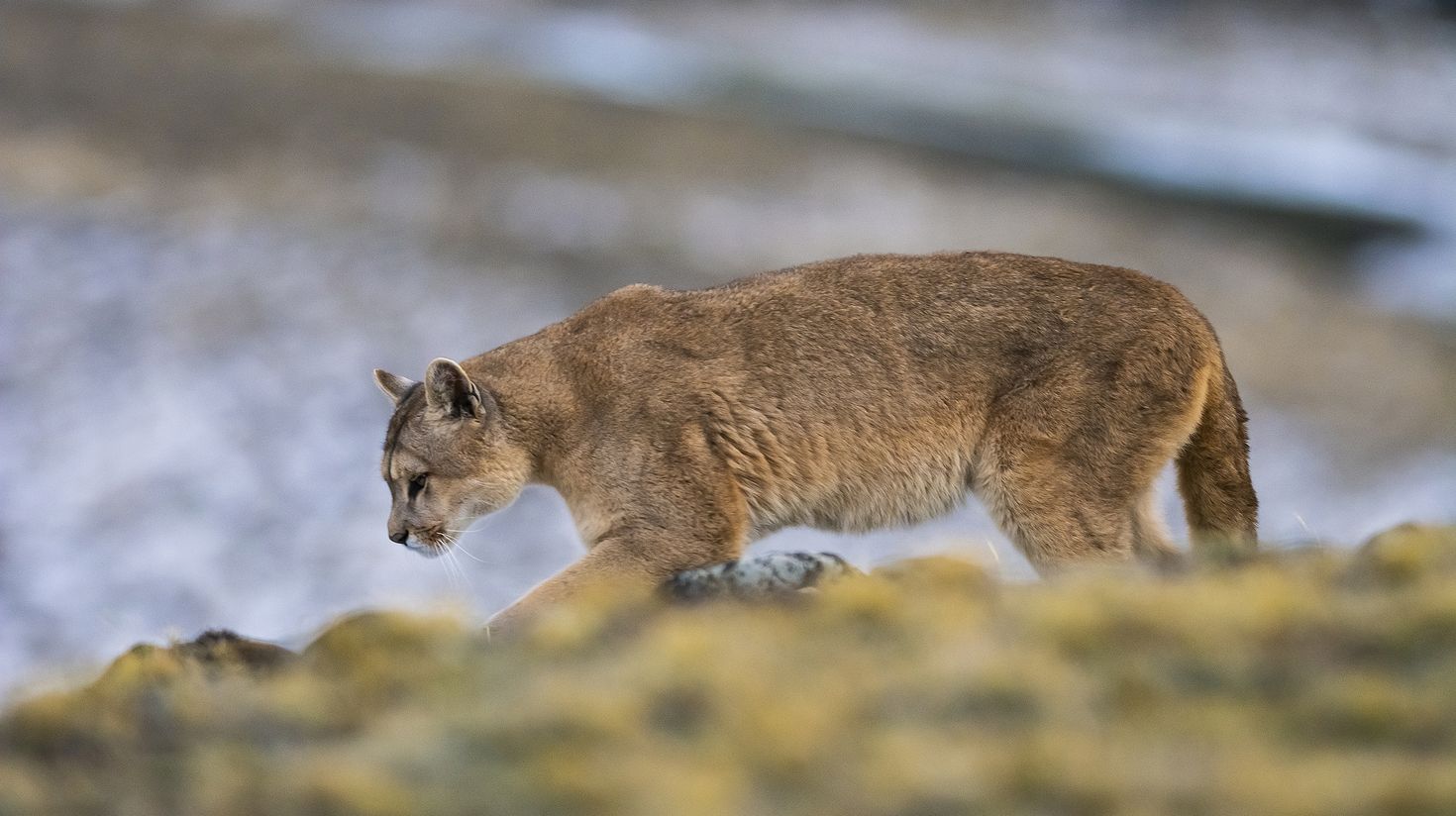 Cougar walking in Los Glaciares National Park.