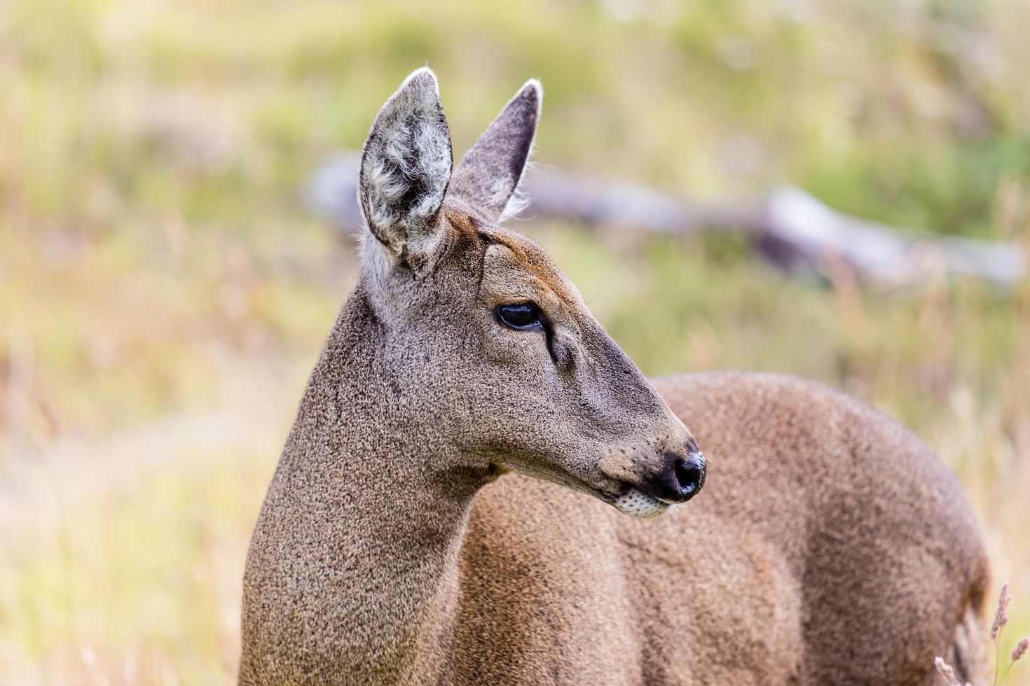 Huemul deer in Los Arrayanes National Park.