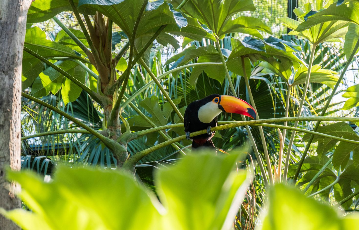 A toucan in the Iguazu National Park of Argentina.
