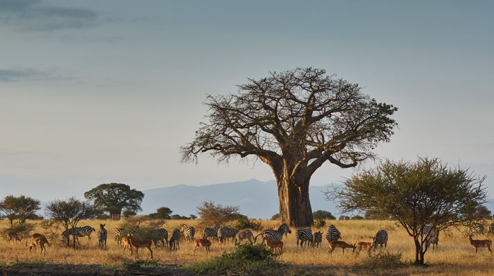 The Tarangire giant Baobab tree