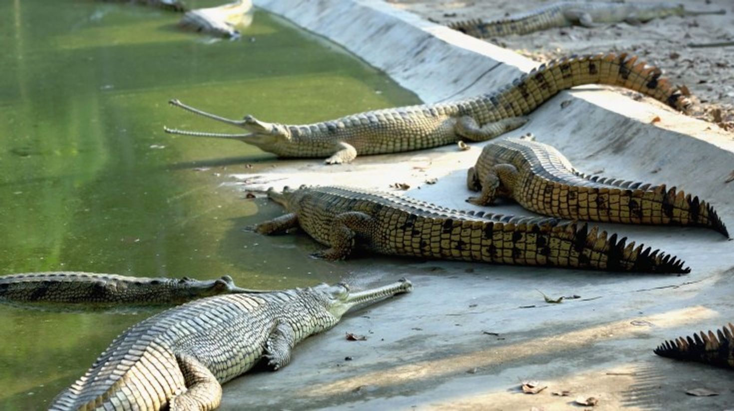 See Gharials at Chitwan National Park while spending 10 days in Nepal.