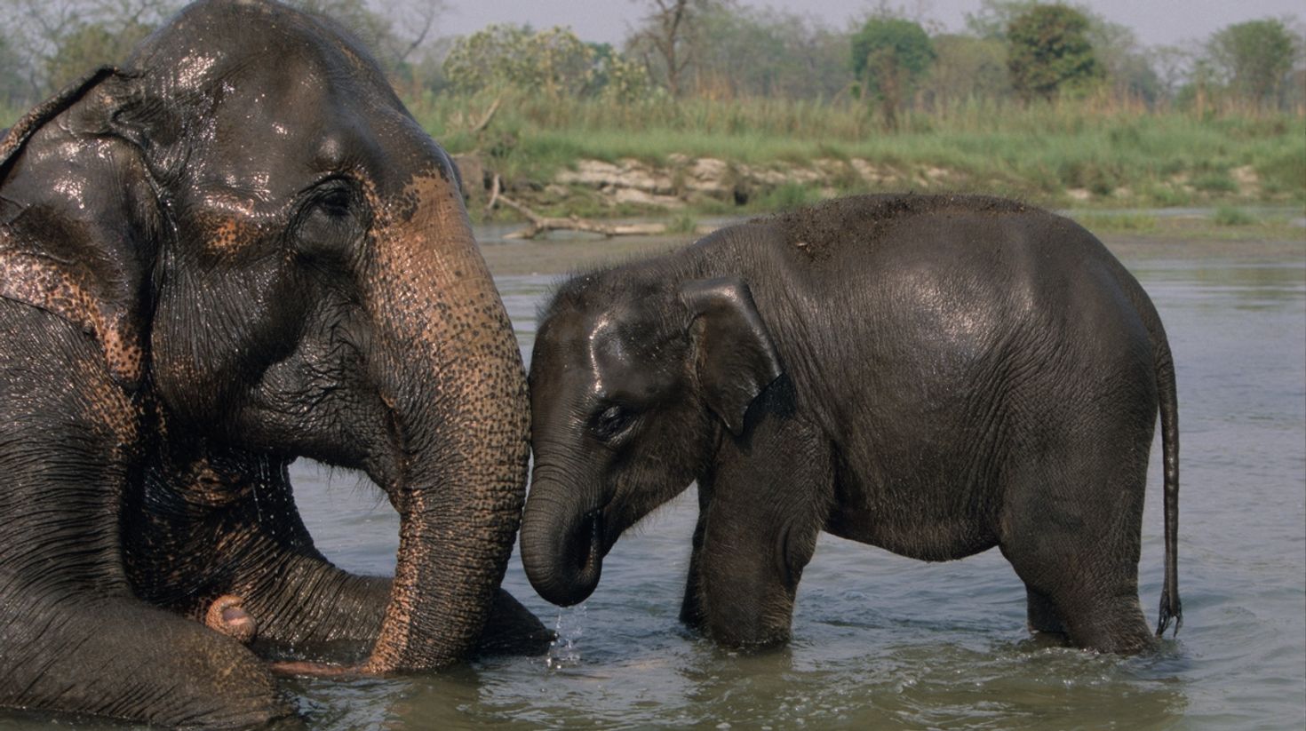 Watch elephants in Chitwan in a 5 day holiday in Nepal.