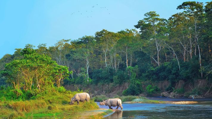 Chitwan National Park was the first National park established in Nepal.