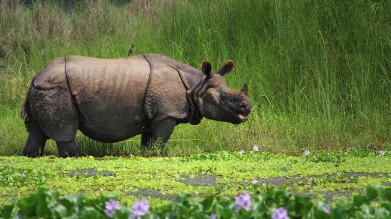 Visit Chitwan and see rhinoceros in the wild during 9 days in Nepal.