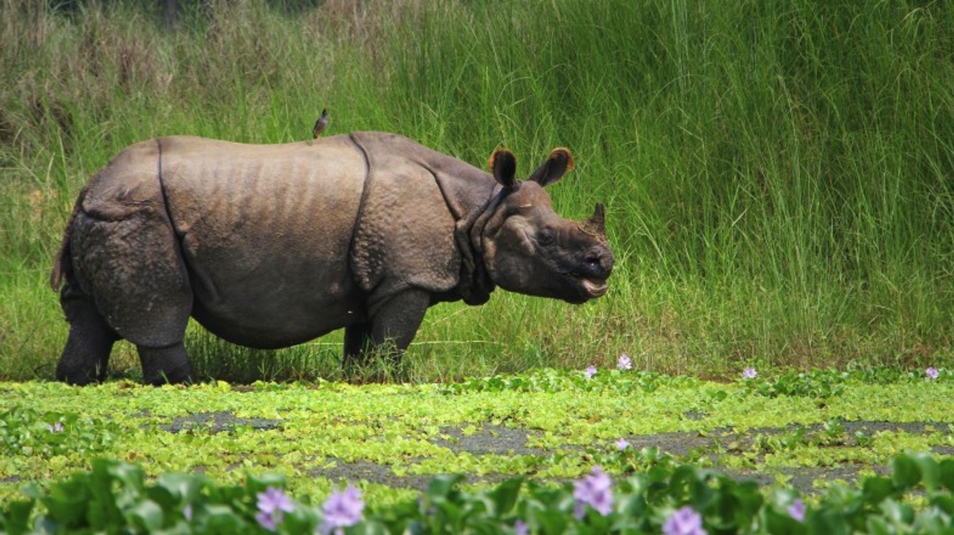 Visit Chitwan and see rhinoceros in the wild during 9 days in Nepal.