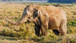 Nepal in February: Wildlife Sighting in Cold Weather