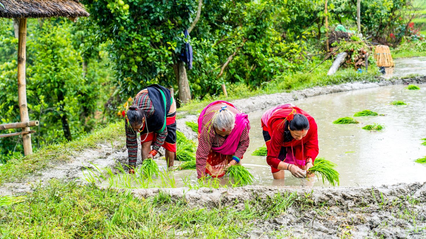 You can see farmers plant rice in Nepal in June.