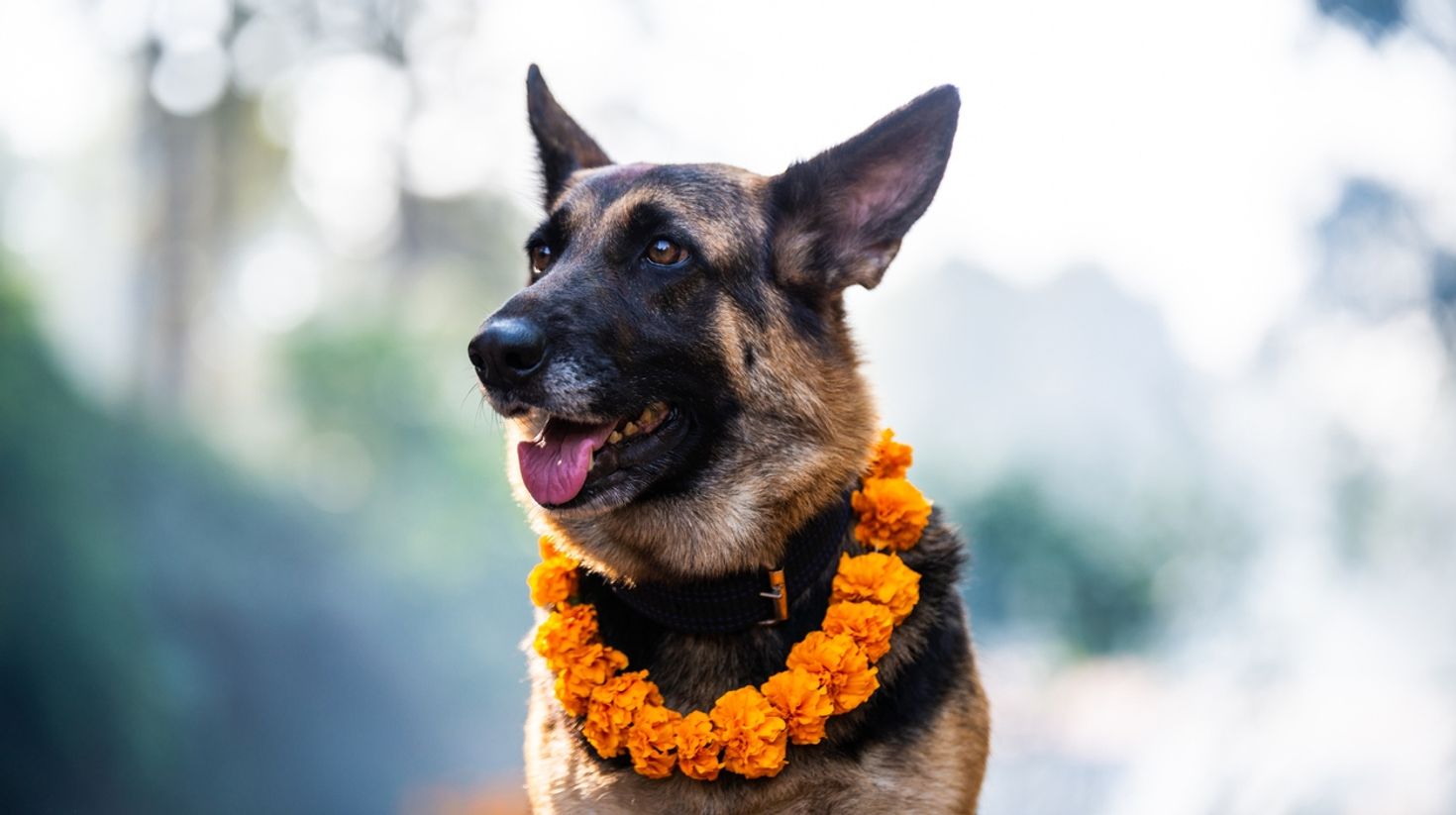 Dog worshipped during Tihar in Nepal.