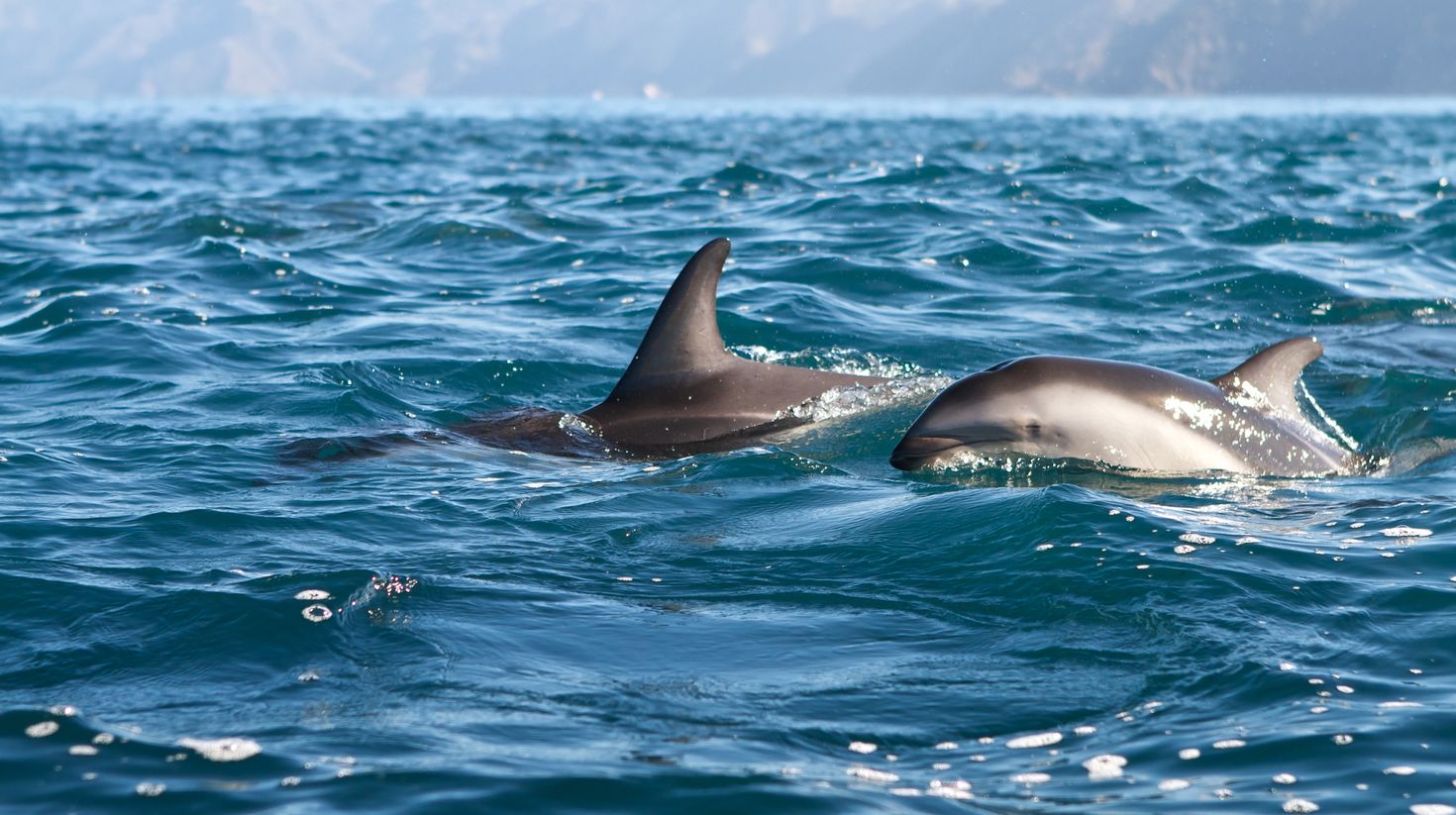 See dolphins along the bay on your New Zealand trip.