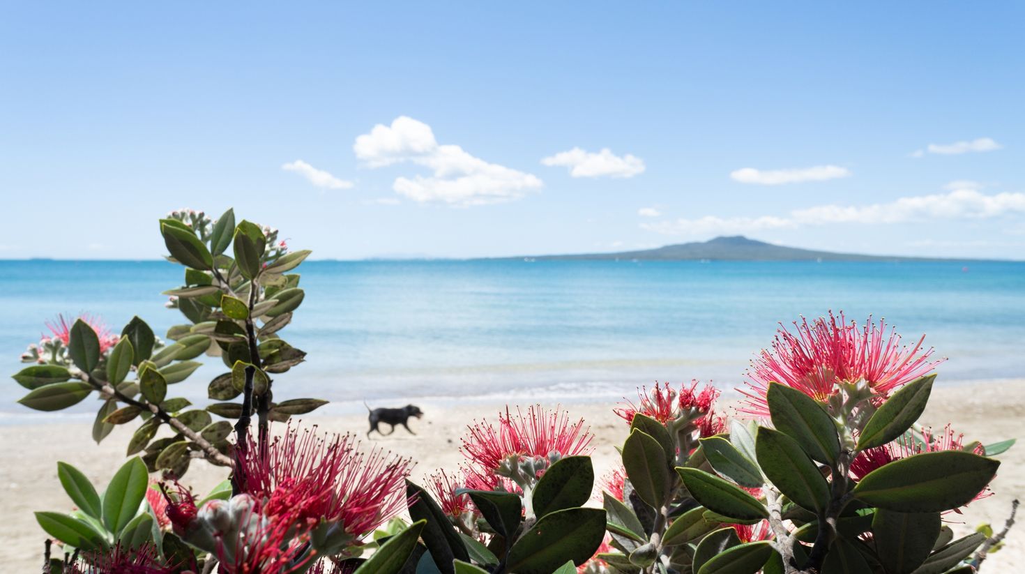 One of the best things to do in New Zealand is to head to Takapuna beach.