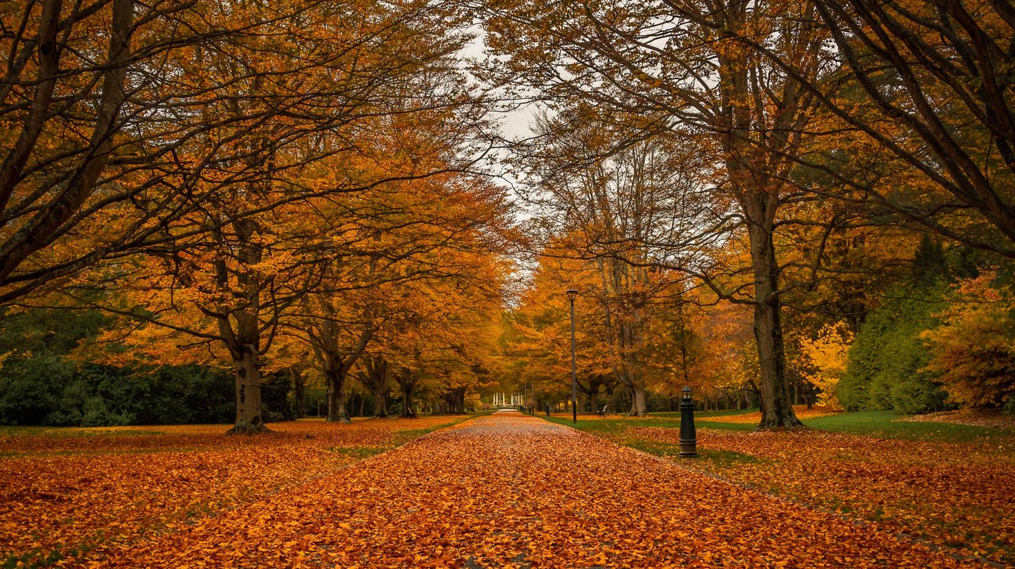 See the leaves turn brown in New Zealand in May.