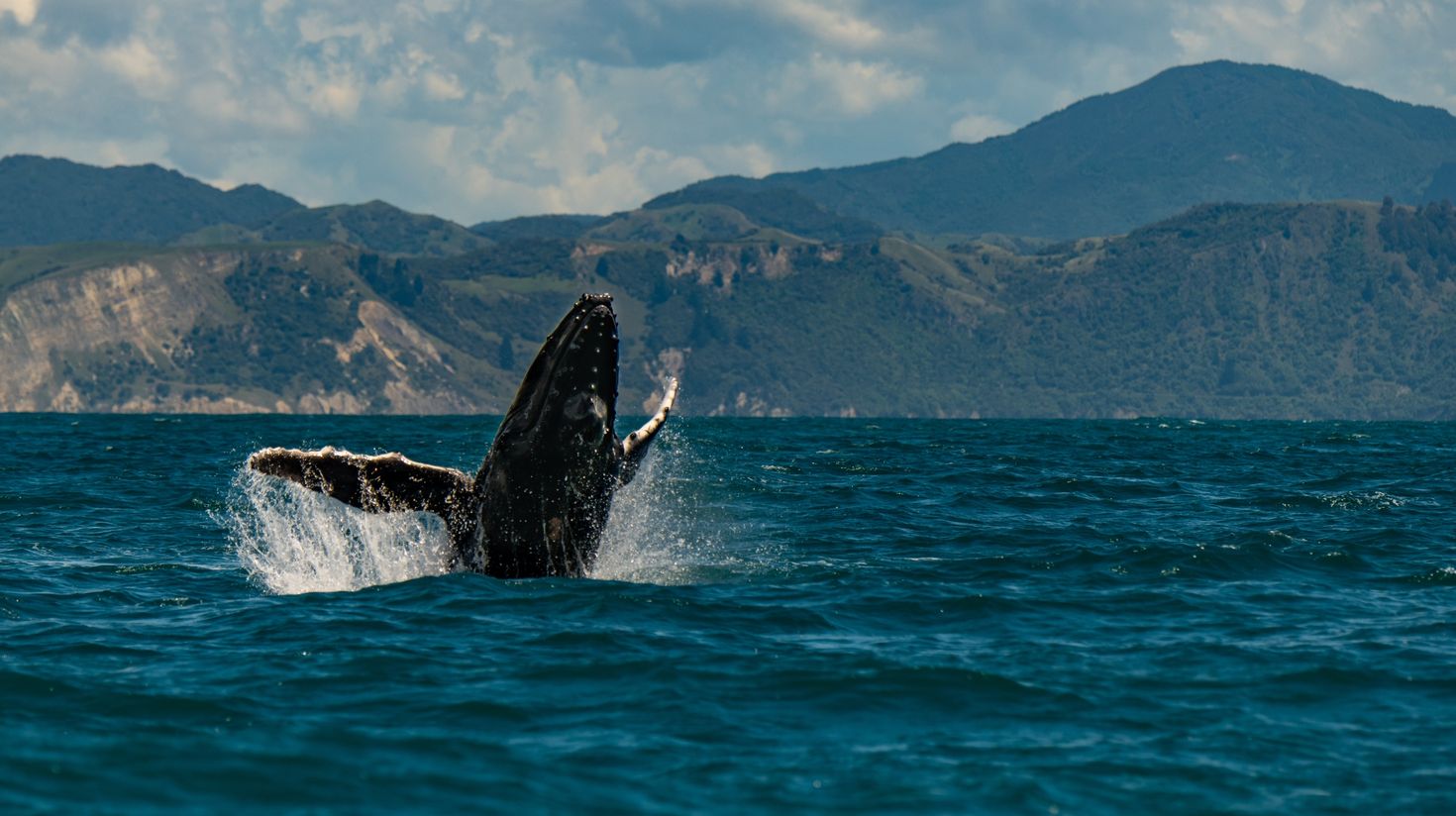 A humpback whale breaching off the coast in New Zealand