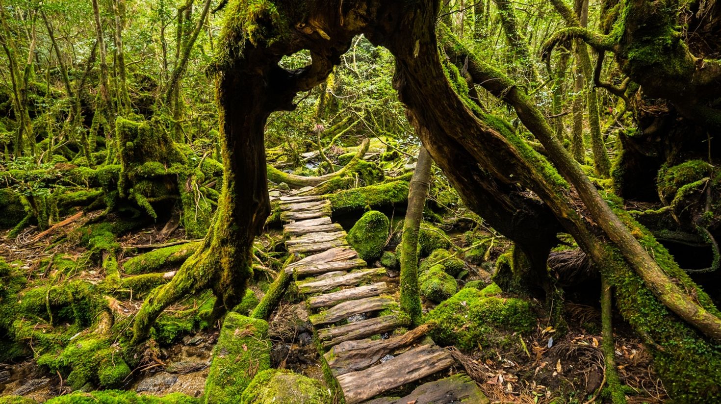 Yakushima, a sub tropical island in Japan covered with cedar forest is a top off the beaten path in Japan.