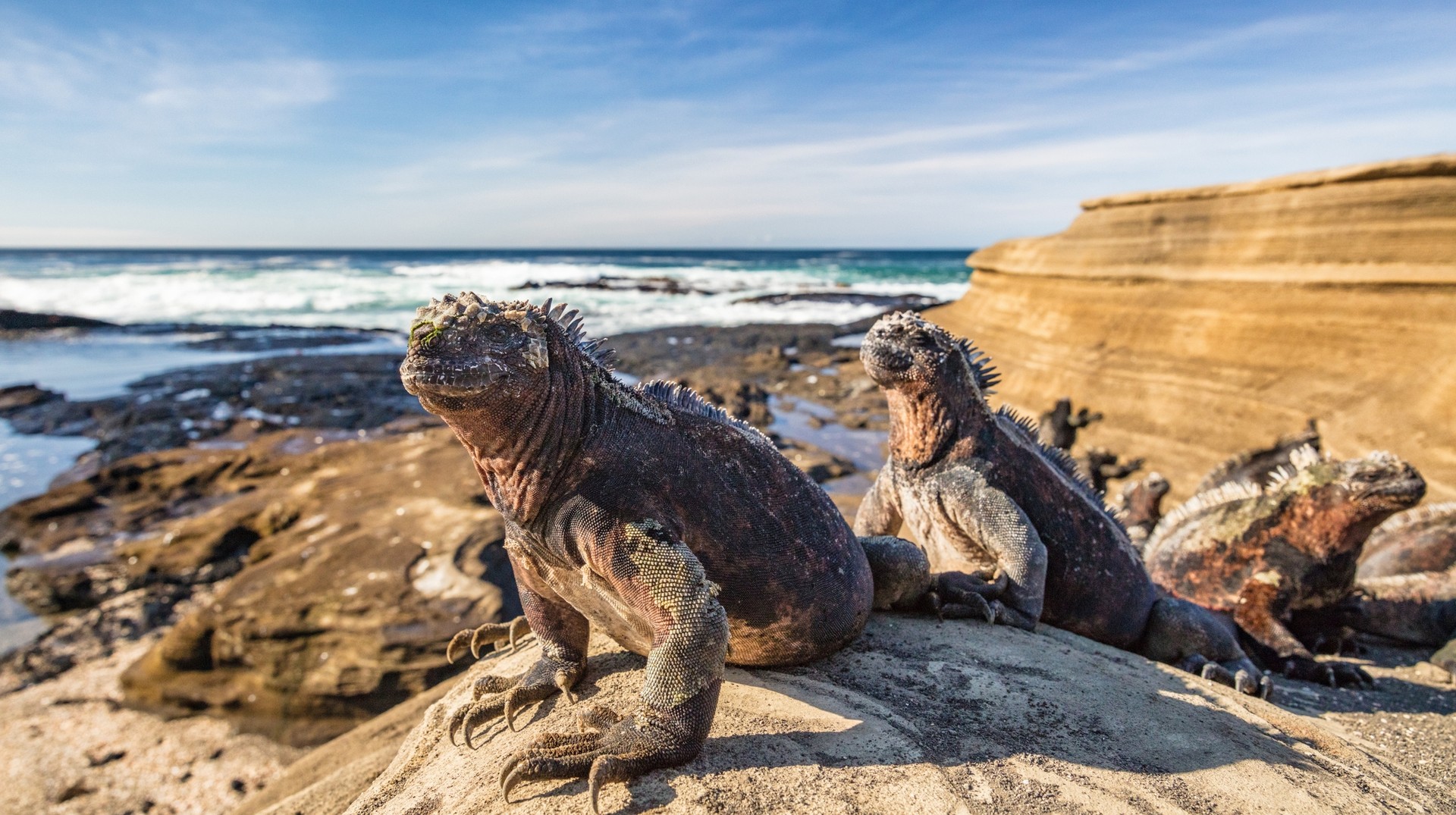 Make sure to explore the marine wildlife during your one week stay in Galapagos Islands. Iguanas that can be seen during a one week trip to the Galapagos Islands.
