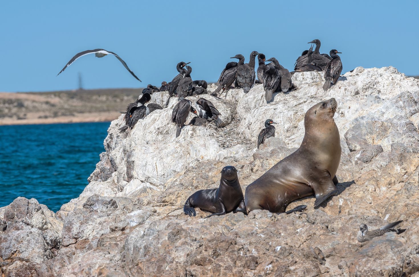 Sea lion at the beach during December in Patagonia.