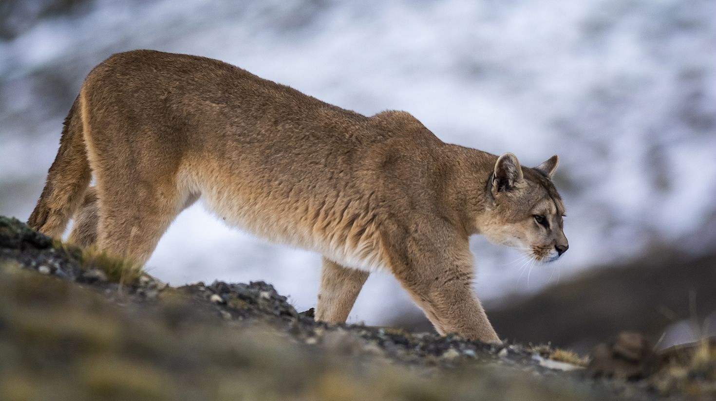 Puma walking in the mountain environment in Torres del Paine National Park.