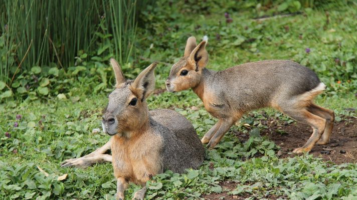 Patagonian hares in their natural habitat in Patagonia in March.