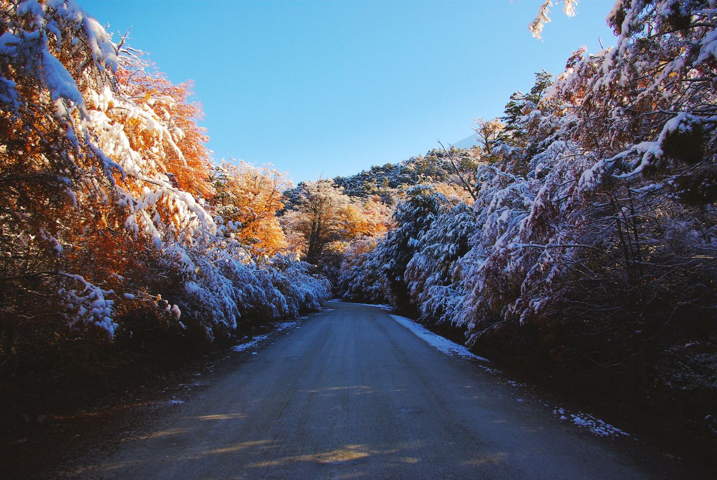 Path between snowy autumn trees in a park of Patagonia in Argentina.