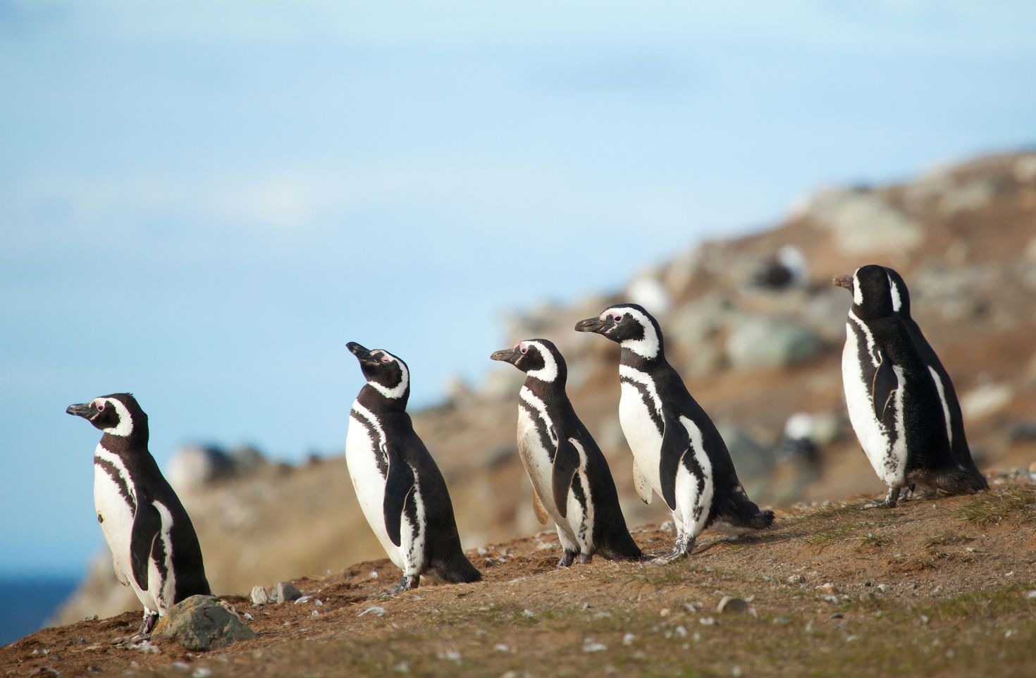 Five Magellanic penguins on the sea shore of Patagonia.