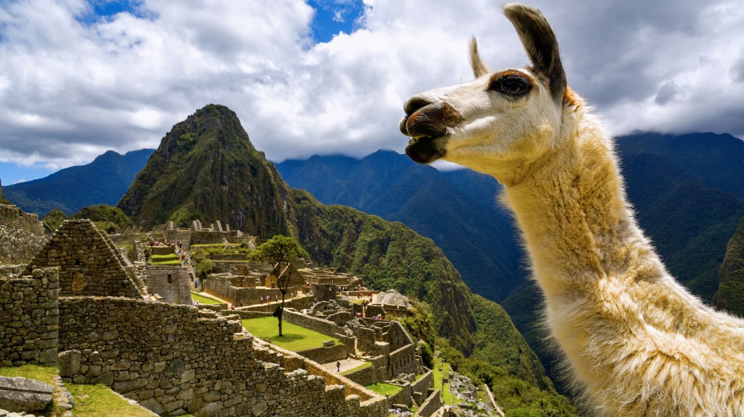 Llama in front of Machu Picchu near Cusco Peru