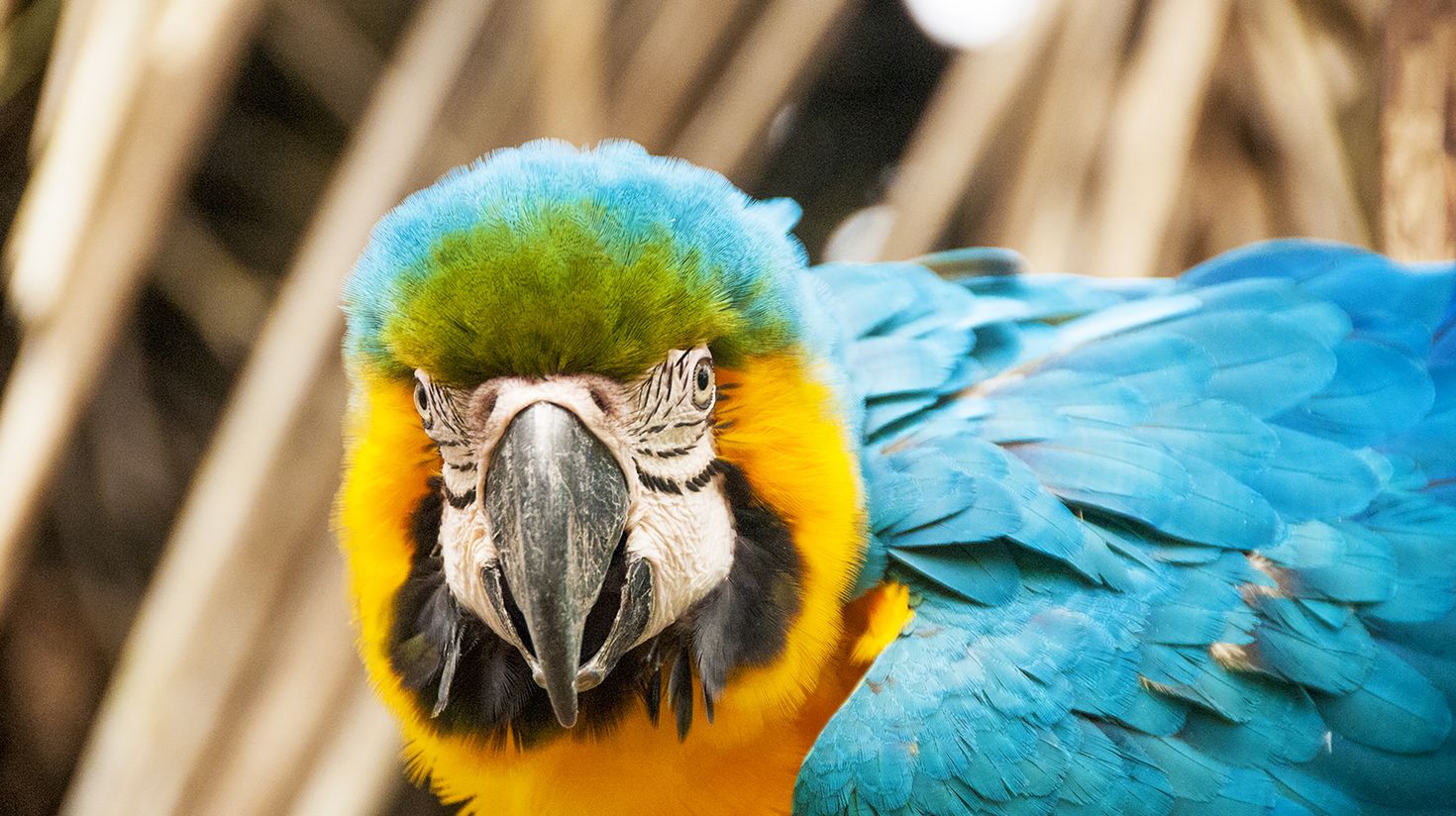 Aqua Parrot Looking Directly at Camera in Iquitos, Peru