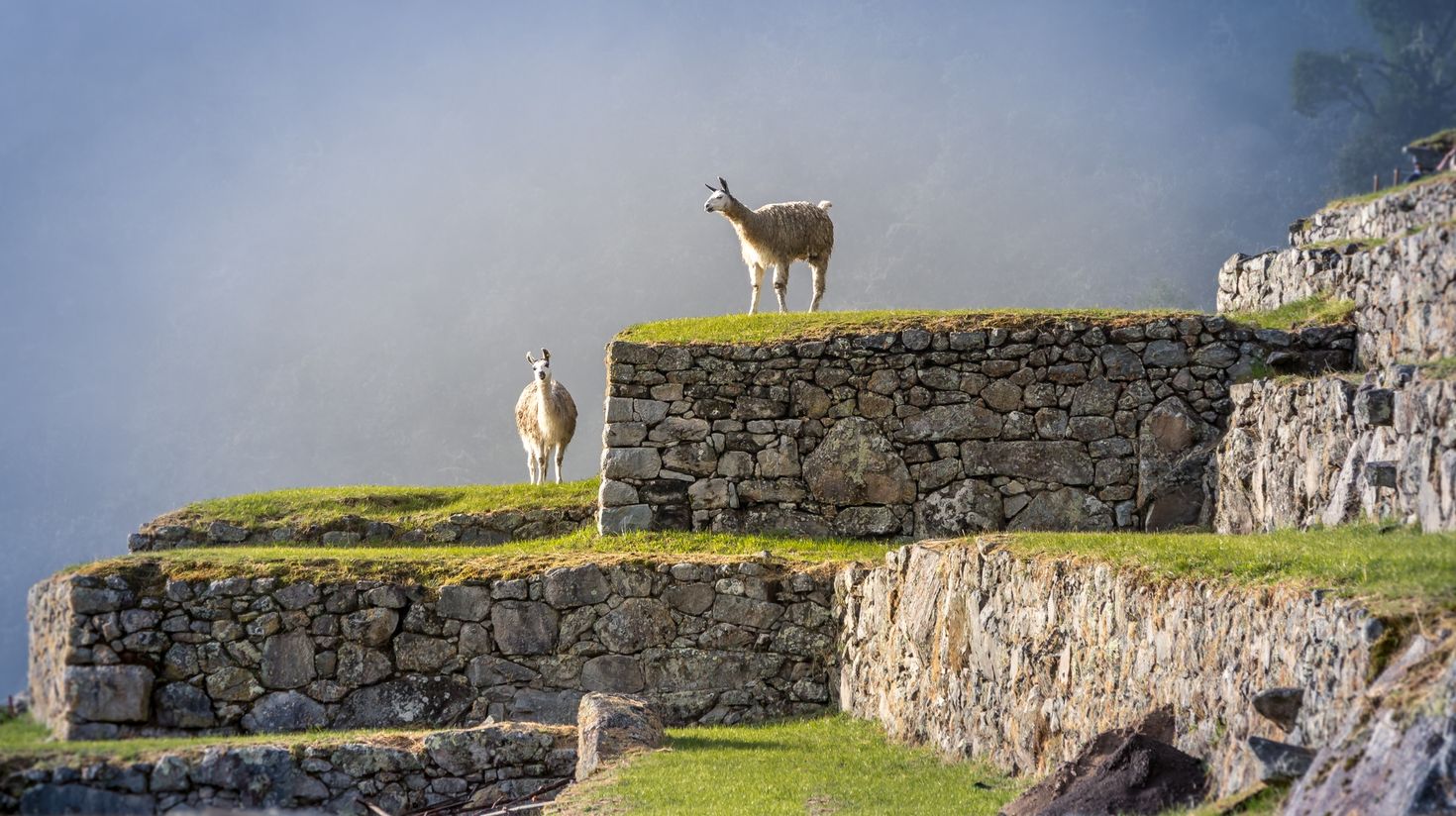 Llamas on Machu Picchu Terraces