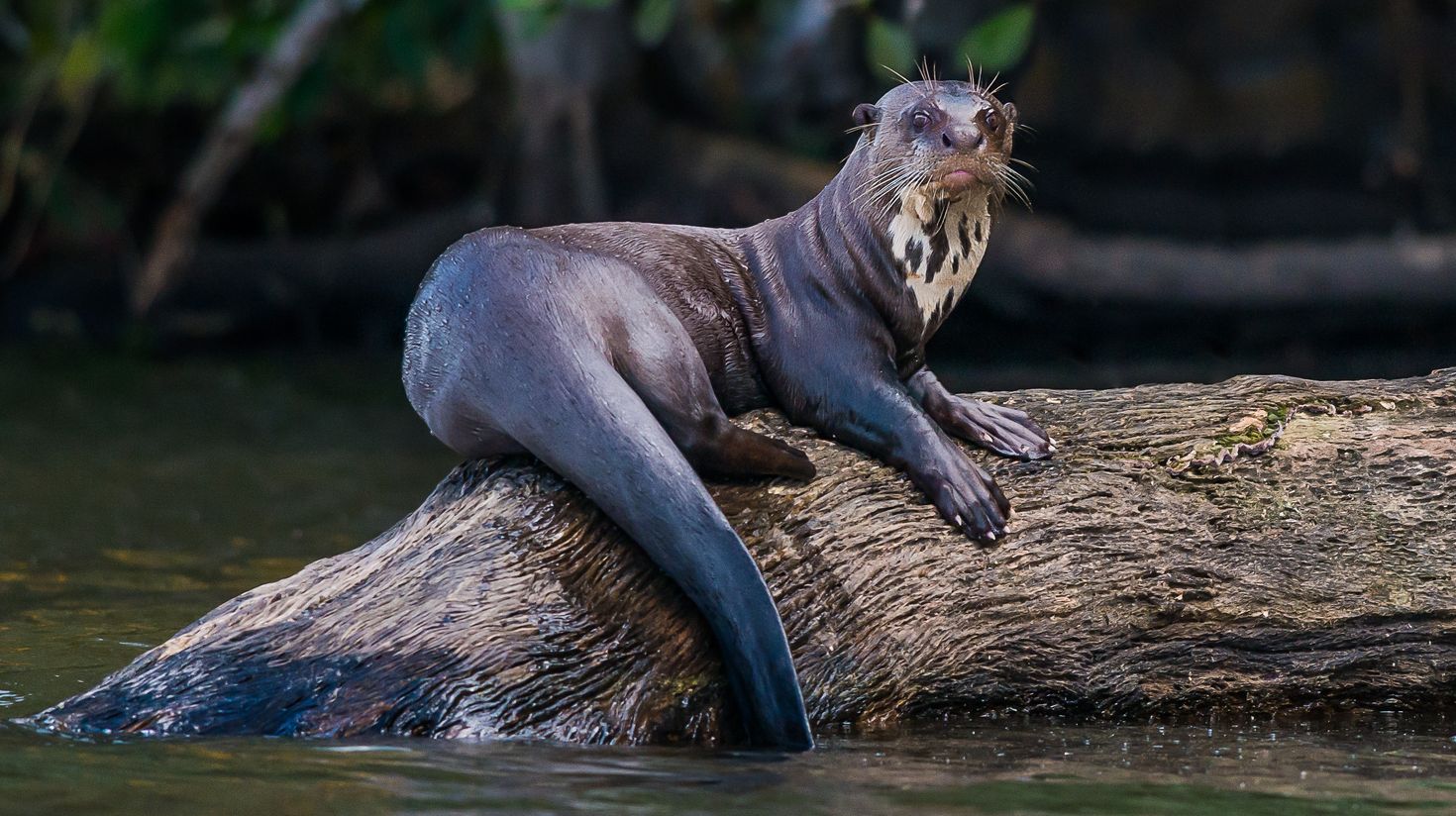 Giant otter standing on log in the Peruvian Amazonian jungle at Madre de Di