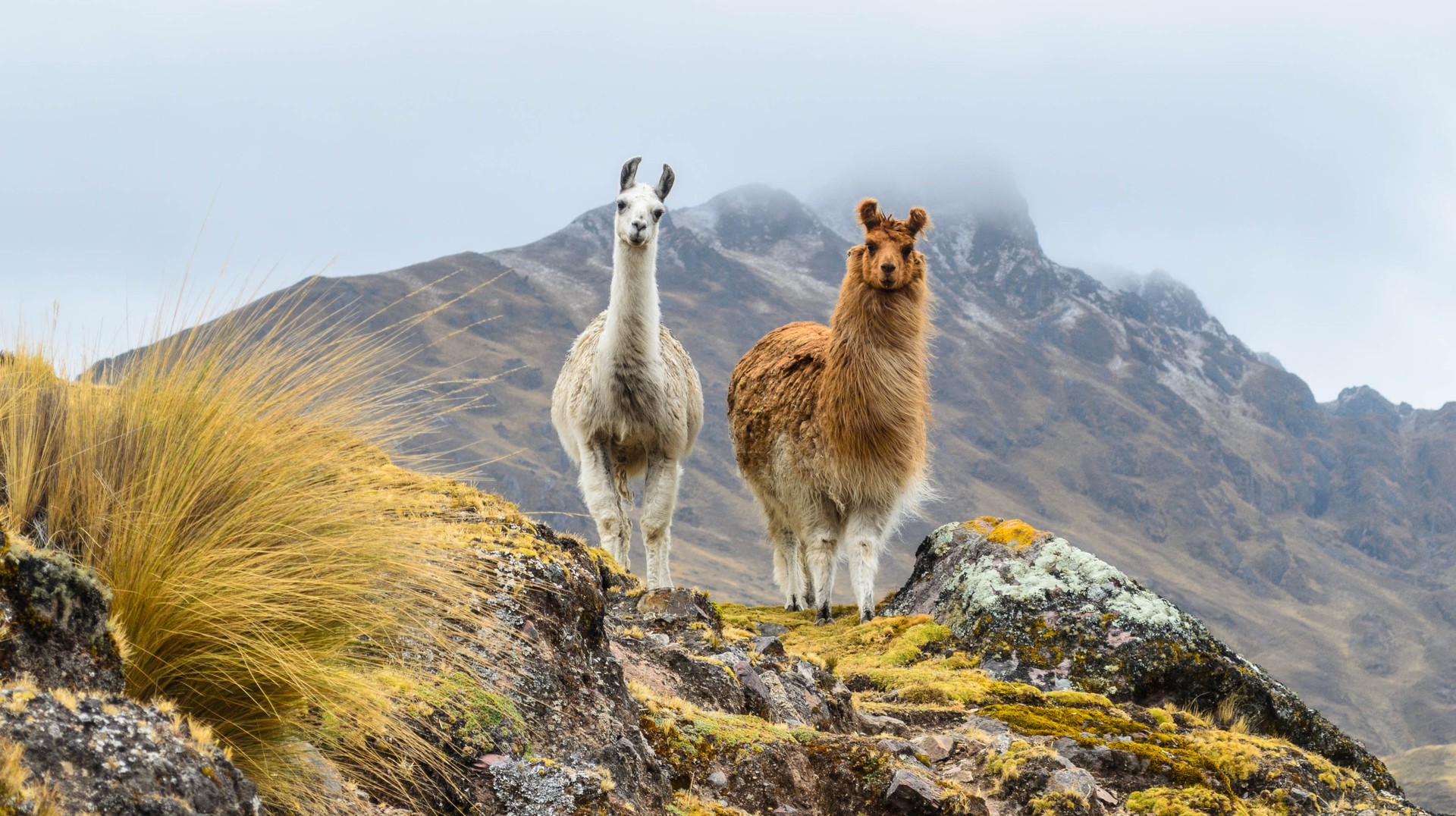 Encounter Llamas while hiking in the Peruvian highlands. Llamas wandering the mountains of rural Peru in July