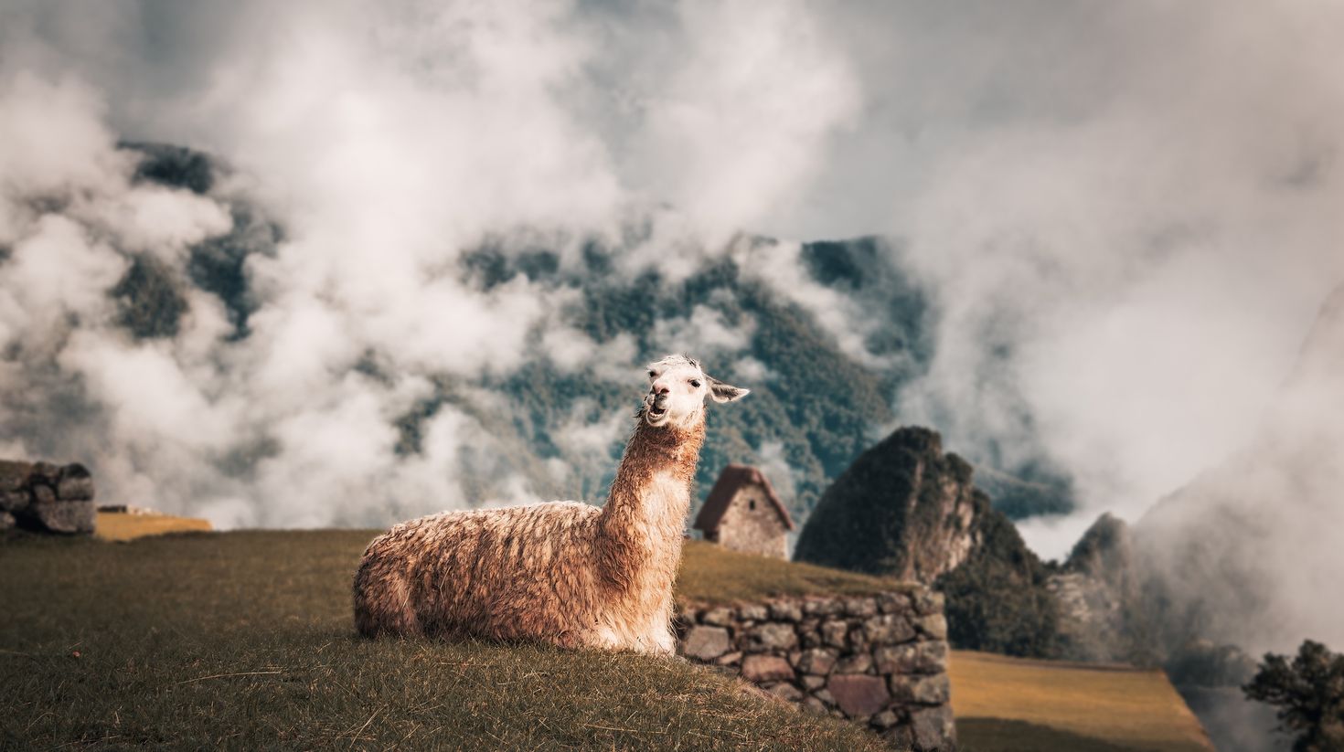 Llama at Machu Picchu Inca Ruins   Sacred Valley, Peru