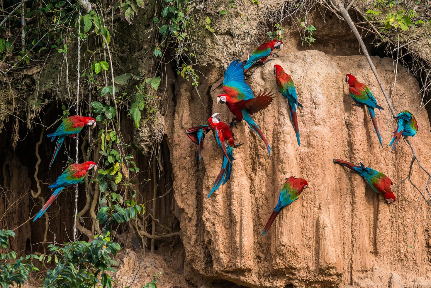 Macaws at Manu National Park in Peru