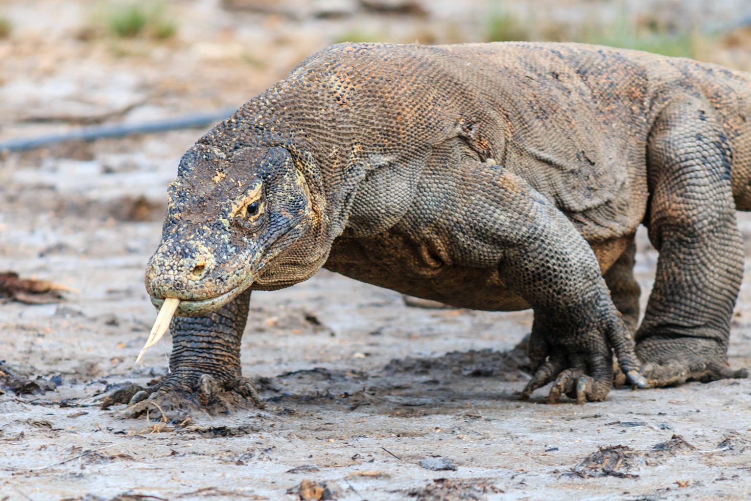 Nearby Flores Island is Komodo Island where you can meet the dragons.