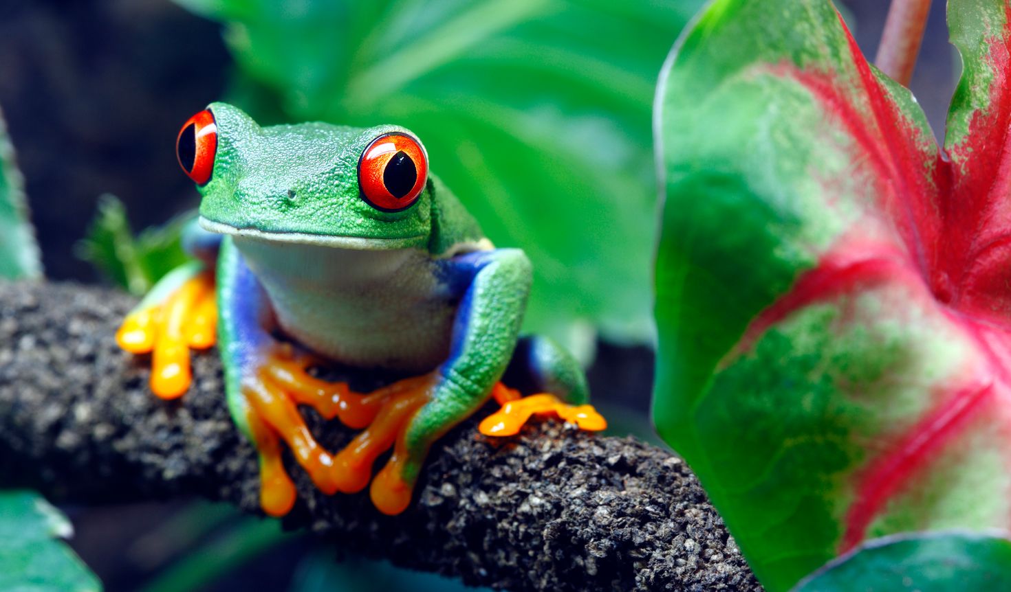 A Red-Eyed Tree Frog (Agalychnis callidryas) sitting along a vine