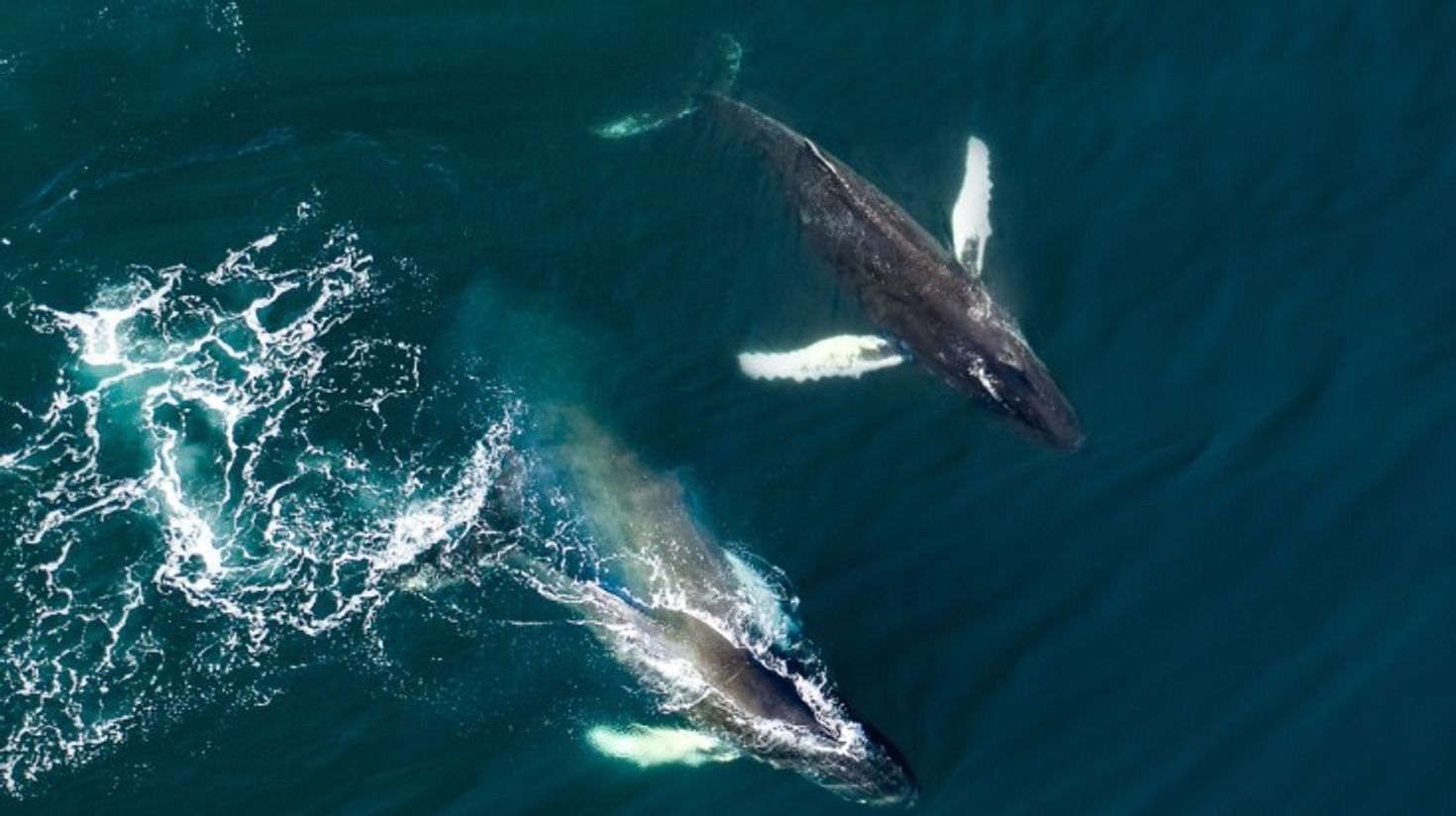 Aerial view of huge humpback whale, Iceland.
