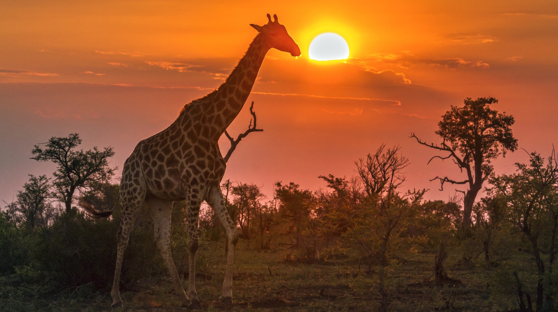 Kruger National Park in South Africa gives fantastic opportunities to witness the iconic big five and vast herds of giraffes. Include Kruger National park tours while planning a trip to South Africa
