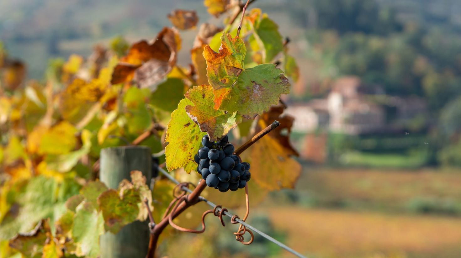 Ripe black wine grapes growing on vineyards in Douro Valley, Portugal