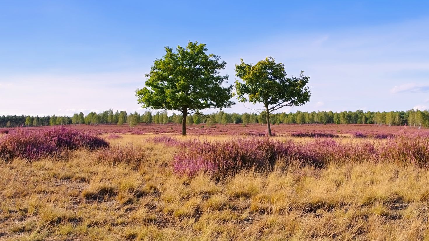 Heidschnuckenweg is known to be full of spectacular views
