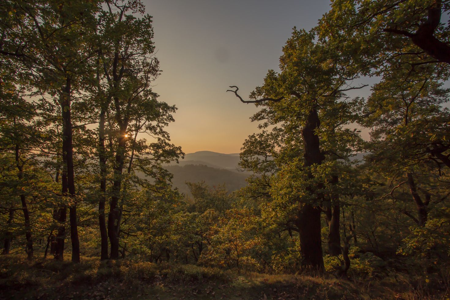 Forest near Eisenach on the Rennsteig