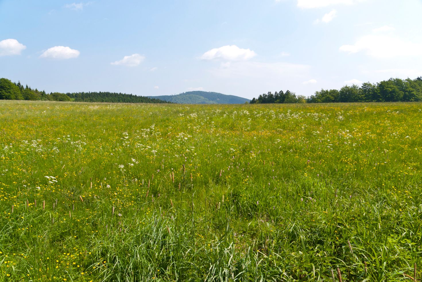 Meadow on the Rennsteig hiking trail in Germany