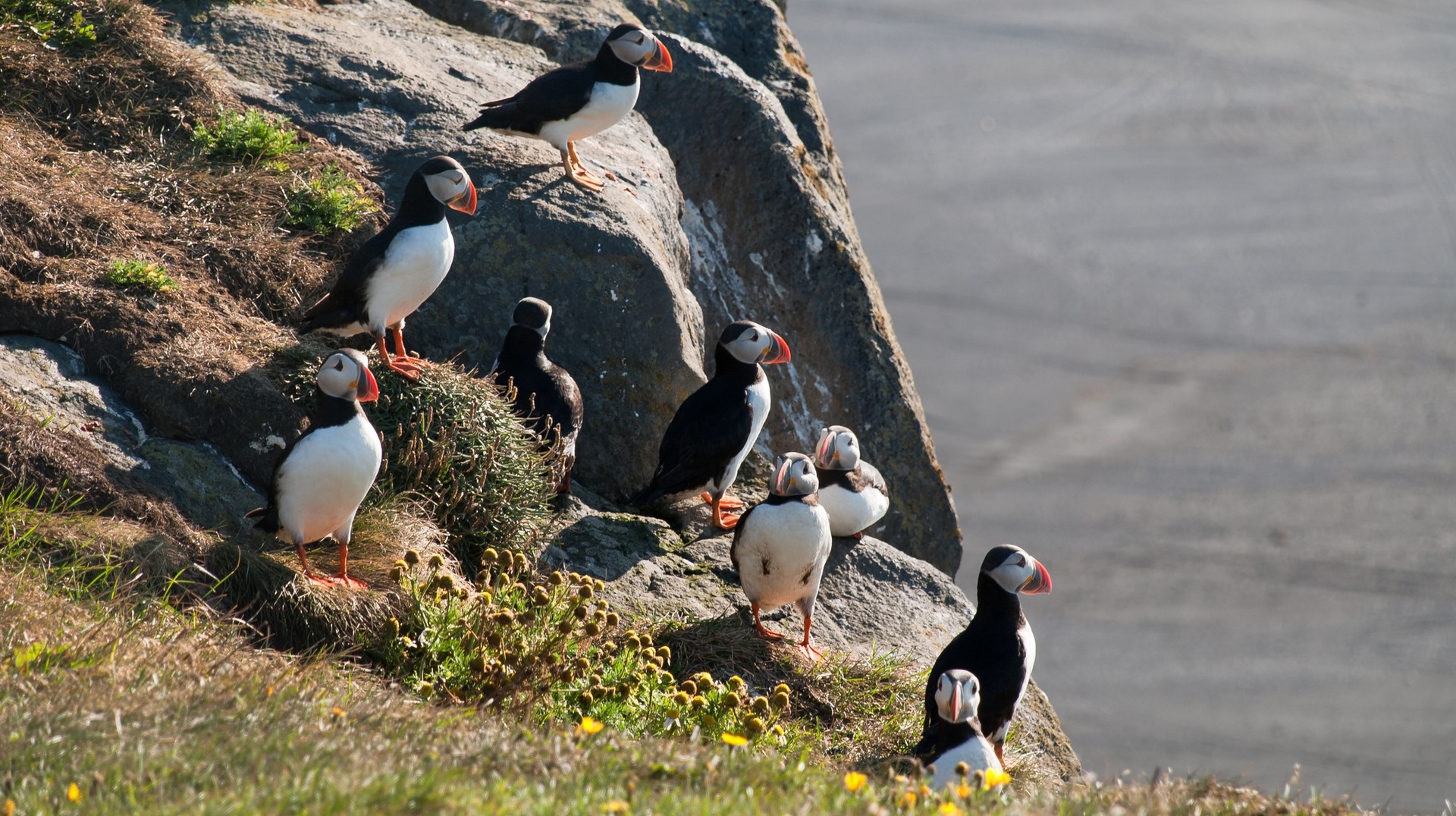 Travel from Reykjvaik to Vik and witness adorable puffins running around Reynisdrangur. Puffins spotted in Vik: Highlight of traveling from Reykjavik to Vik.