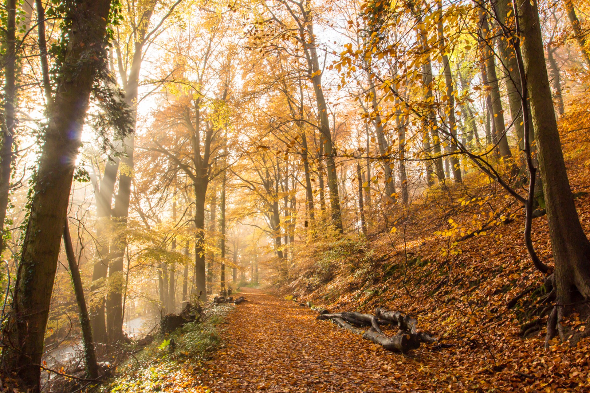 Rheinsteig is a famous hiking trail in Germany