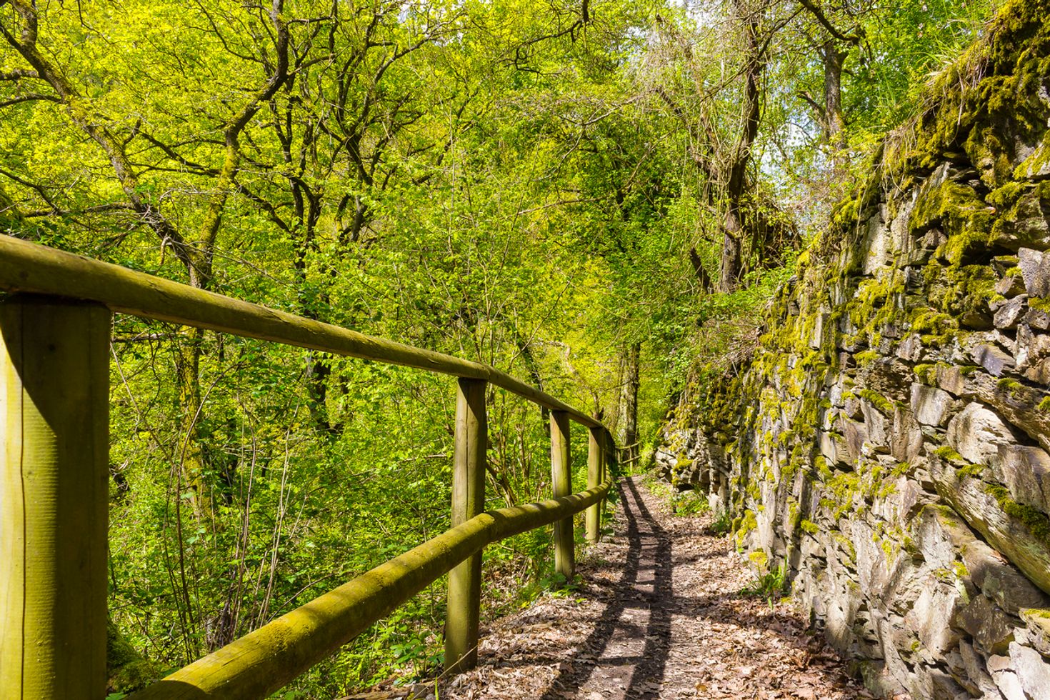 Rheinsteig hiking trail passes through forests in Germany