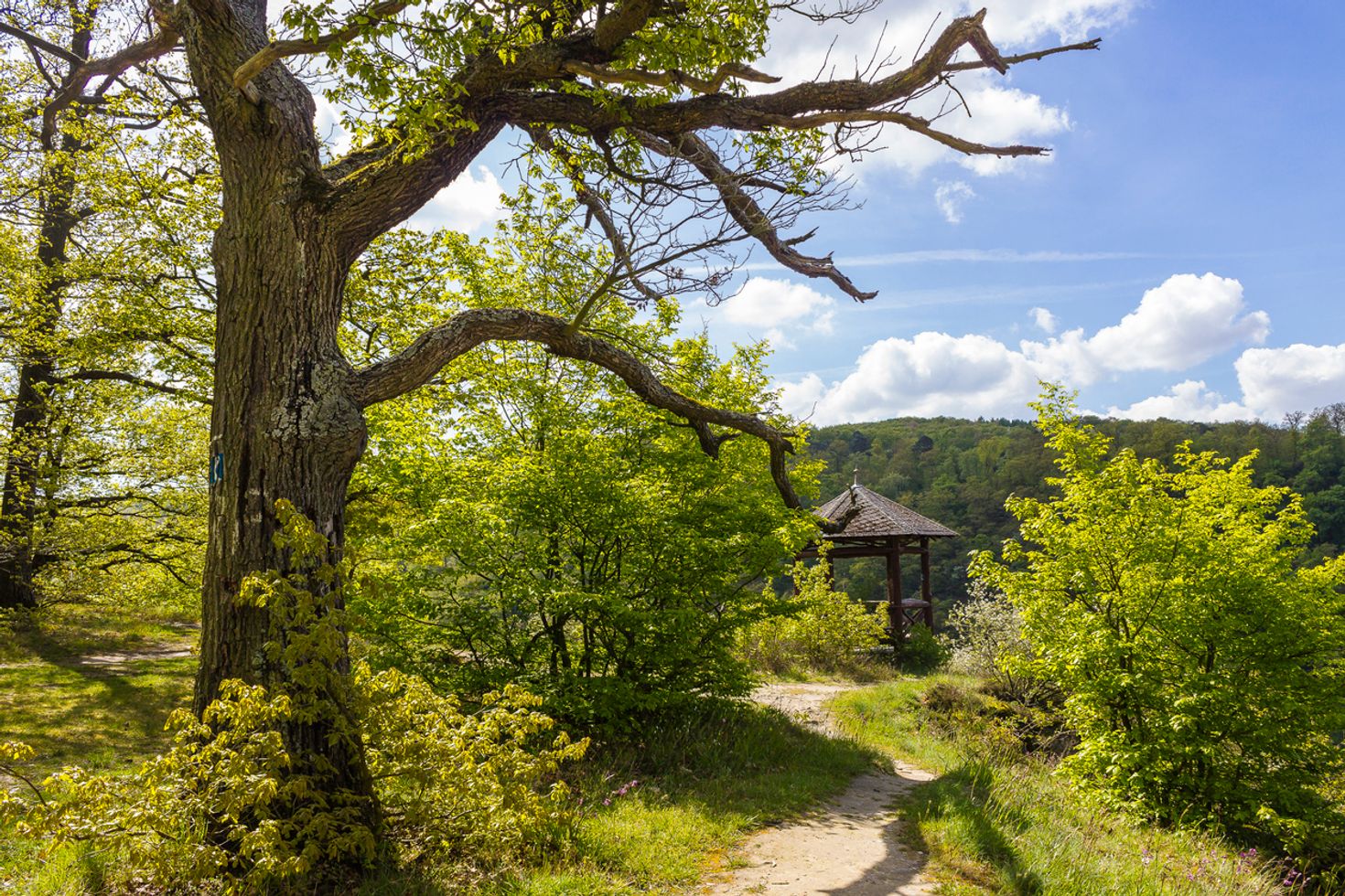 Rheinsteig hiking trails passes through various landscapes in Germany