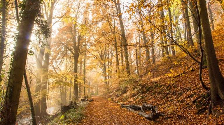 Rheinsteig is a famous hiking trail in Germany