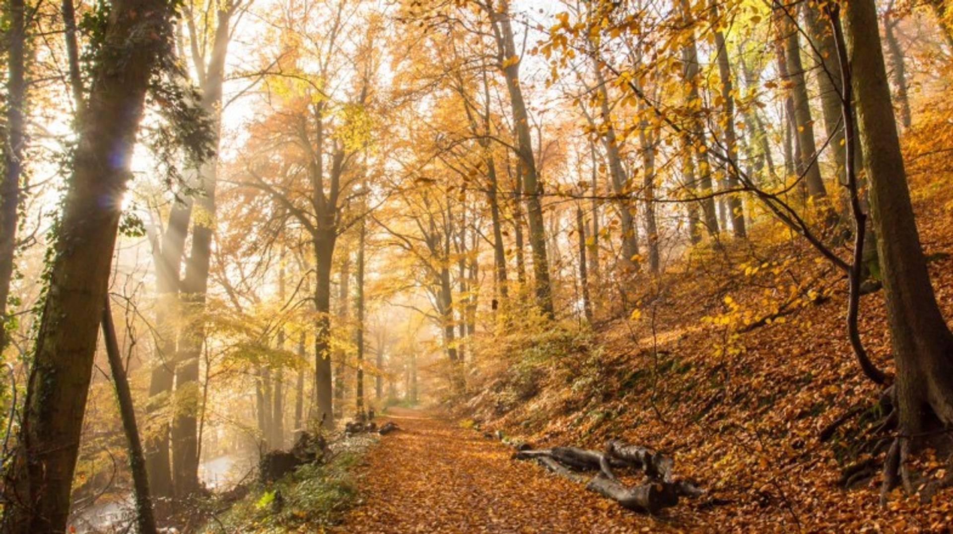 Rheinsteig Hiking Trail: The Ultimate Guide